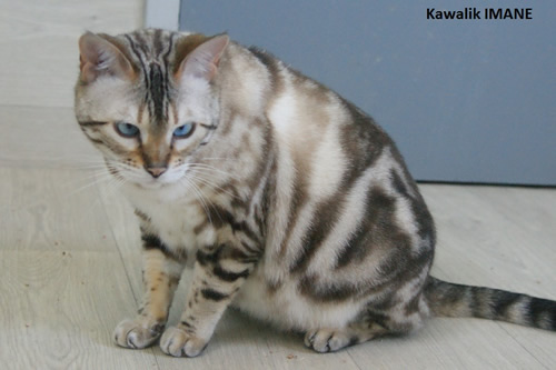 chat bengal adulte disponible